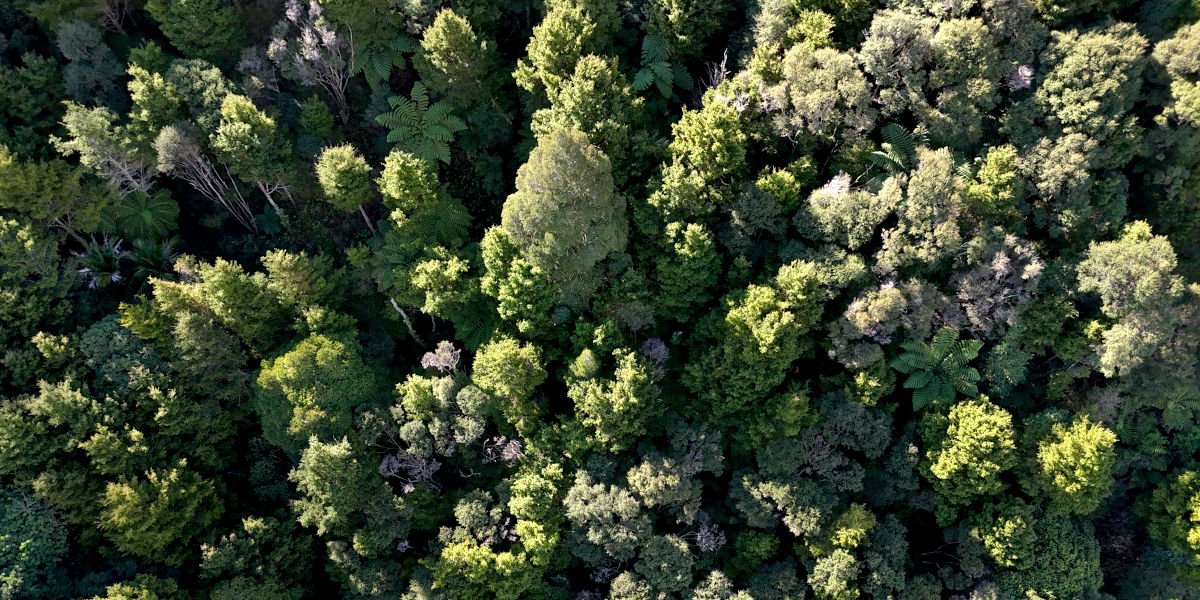 Forest Carbon Estimation