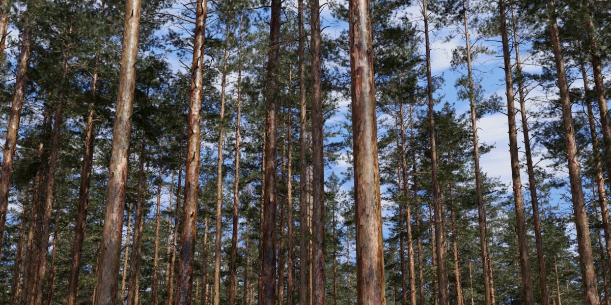 Close-up example of rendered forest